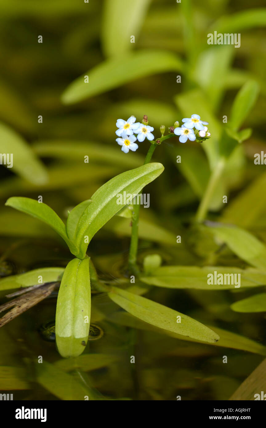 Water Forget me not Myosotis scorpioides Stock Photo