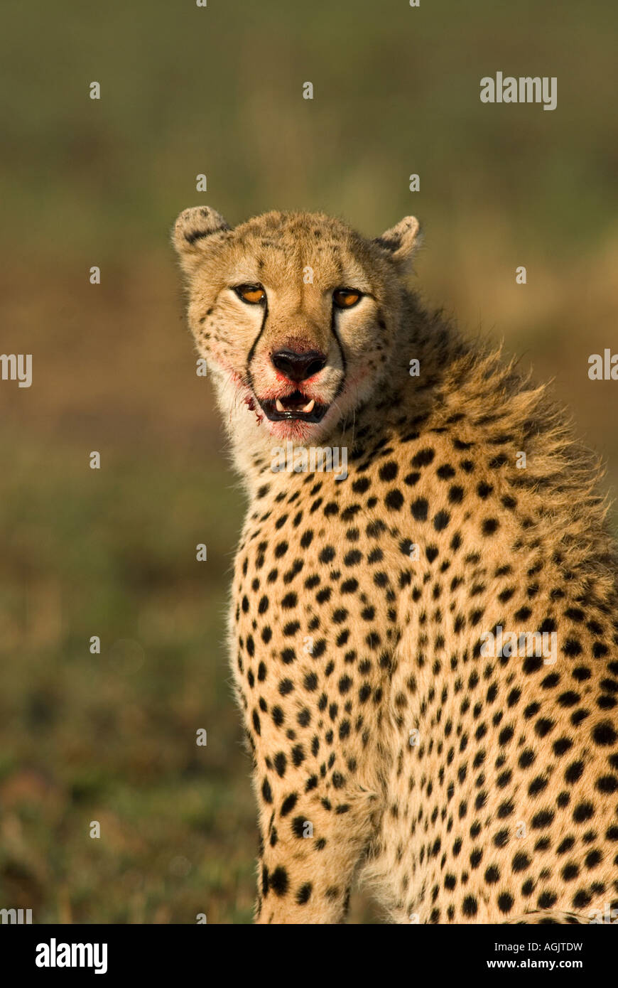Cheetah with bloody face Stock Photo - Alamy