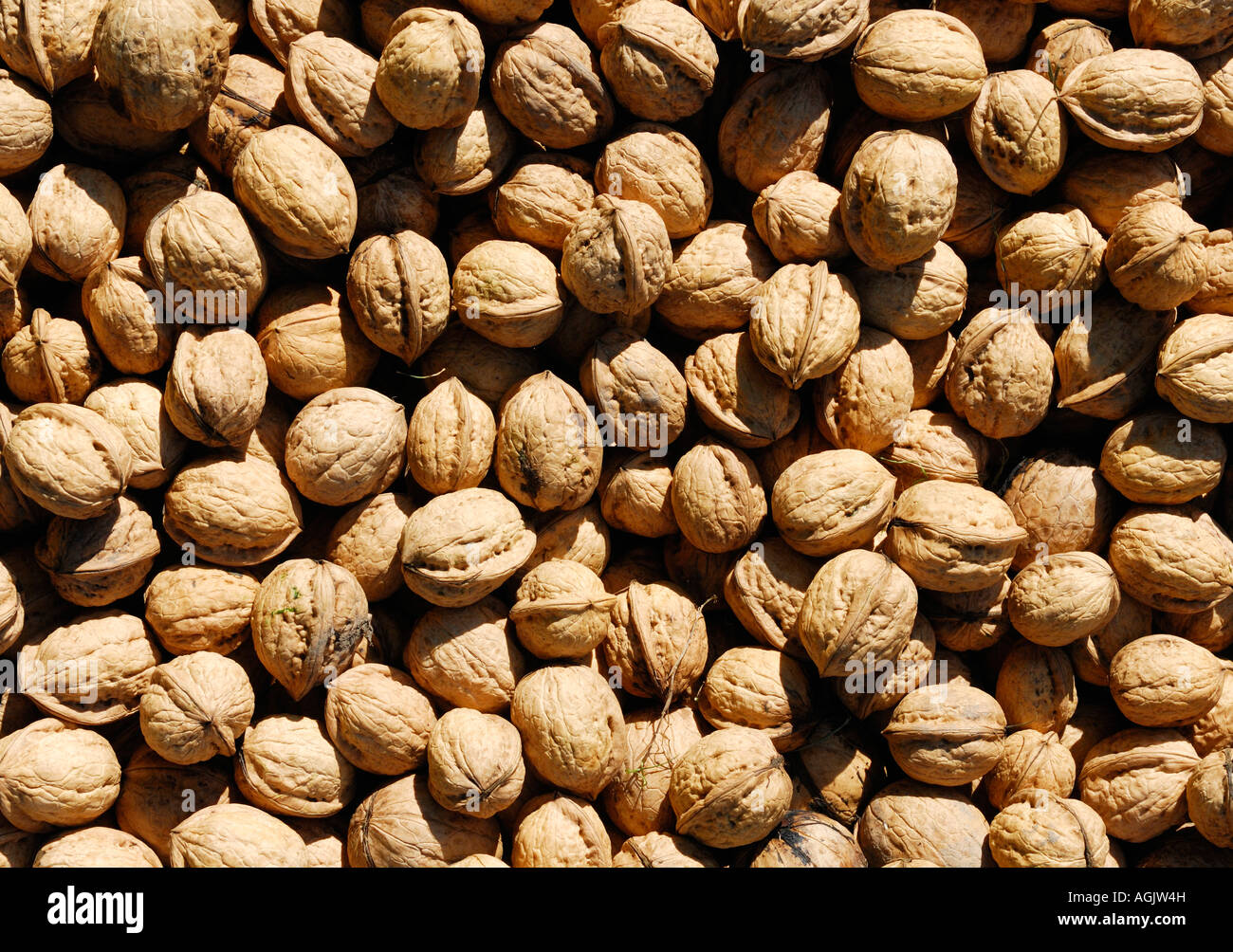 Walnuts in Shells Stock Photo Alamy