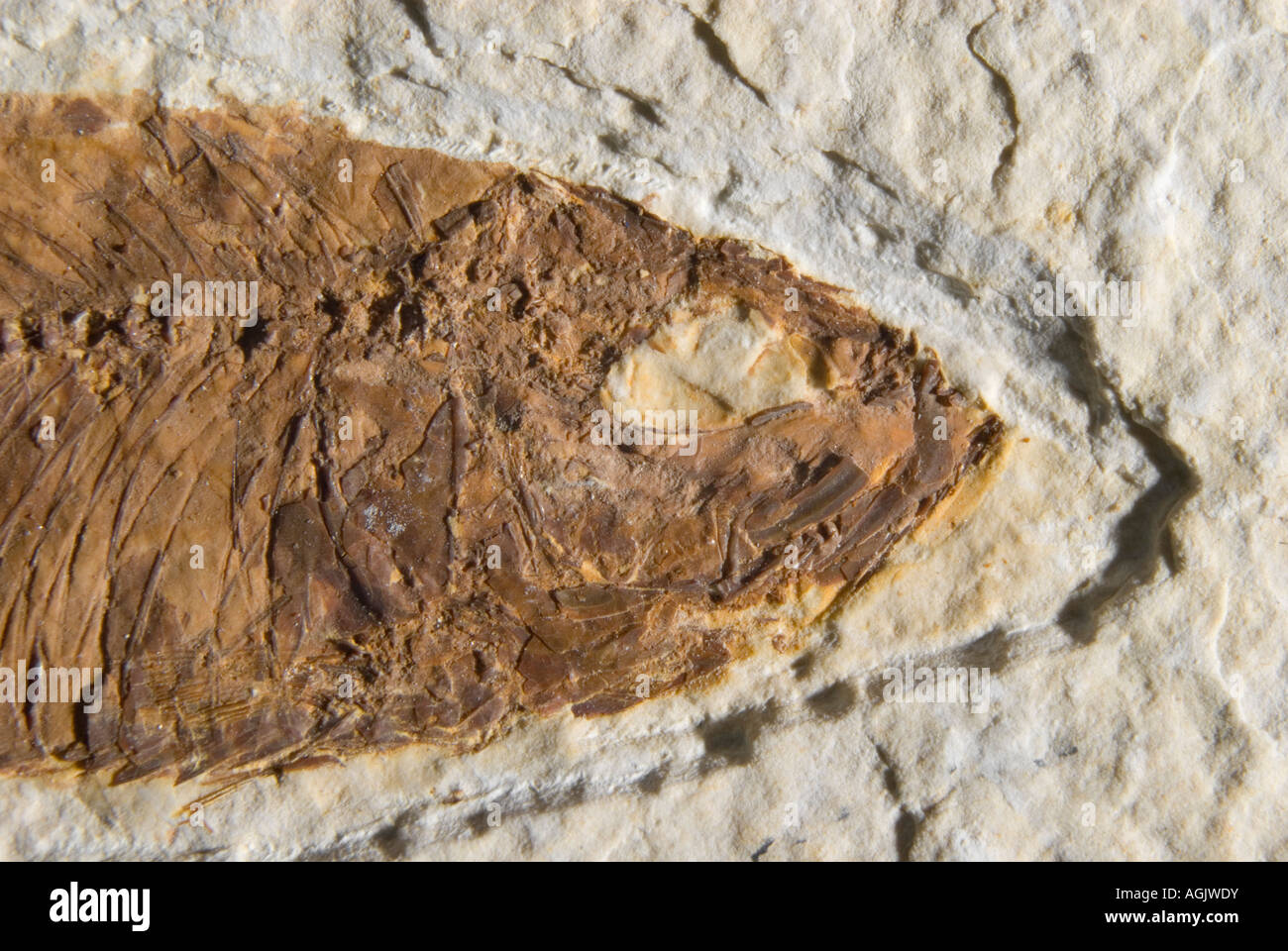Knightia fossil fish from the Green River Formation of Wyoming. 74mm from nose to tail. 54-58 million years old. Detail of head Stock Photo