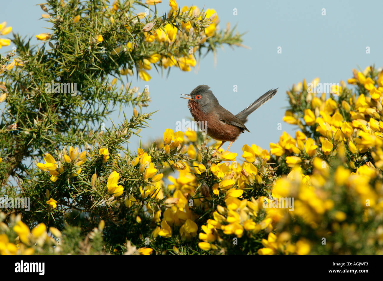 DARTFORD WARBLER Sylvia Undata MALE SINGING ON GORSE APRIL UK Stock dartford-warbler-sylvia-undata-male-singing-on-gorse-april-uk-stock
