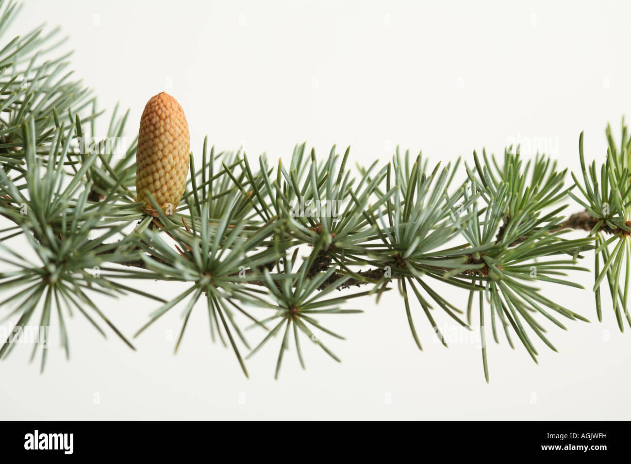 pine tree branch and fir cone against white background Stock Photo - Alamy