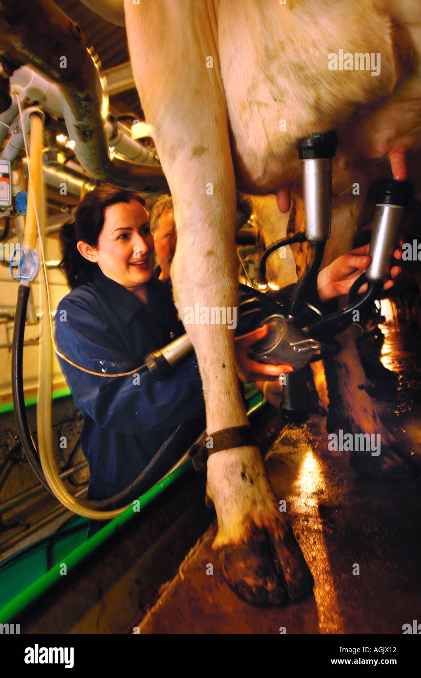 A FEMALE FARMER MILKS FRIESIAN COWS ON A DAIRY FARM IN GLOUCESTERSHIRE UK Stock Photo