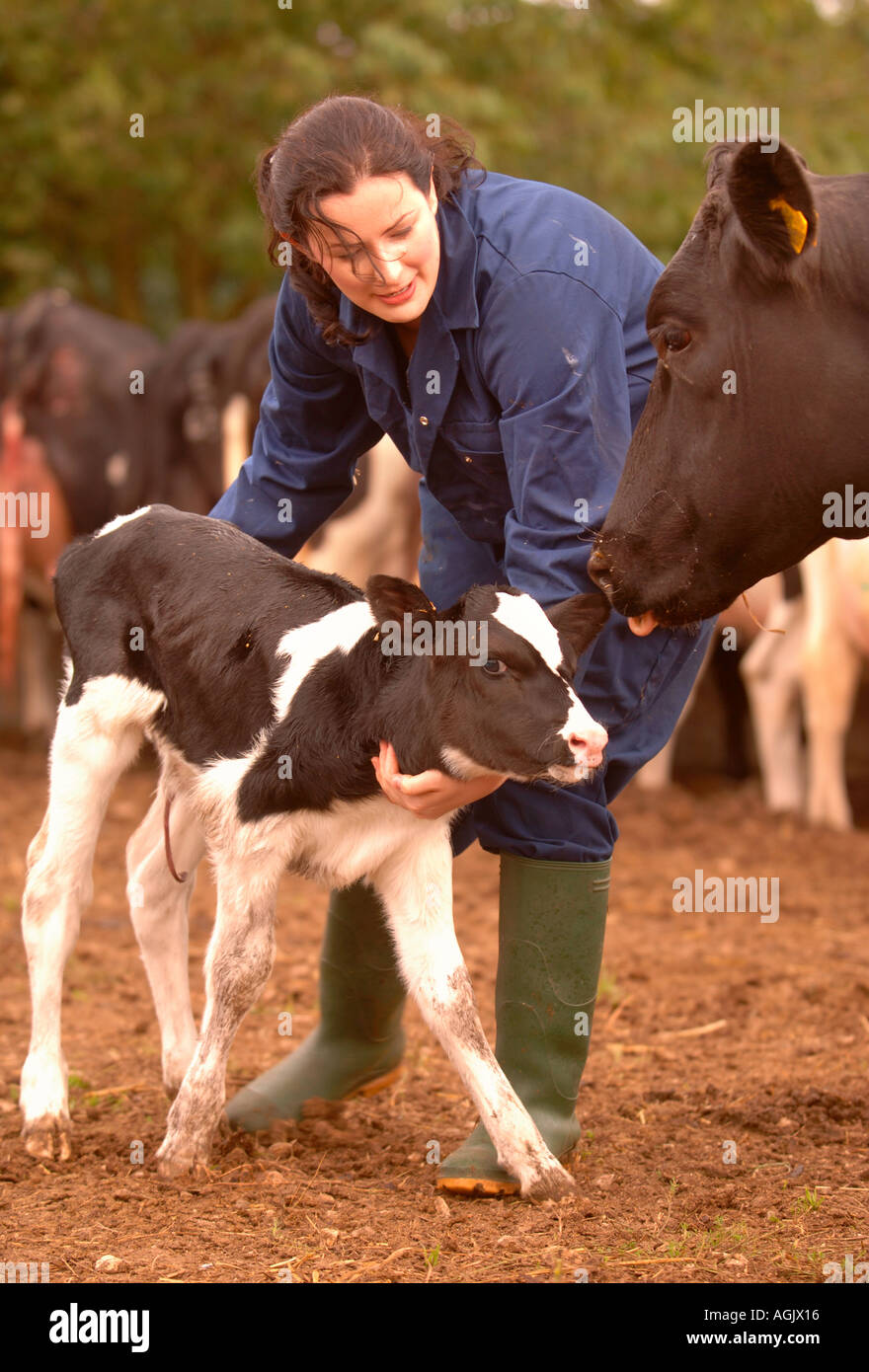 A FEMALE FARMER WITH A NEWBORN CALF ON A DAIRY FARM IN GLOUCESTERSHIRE UK Stock Photo