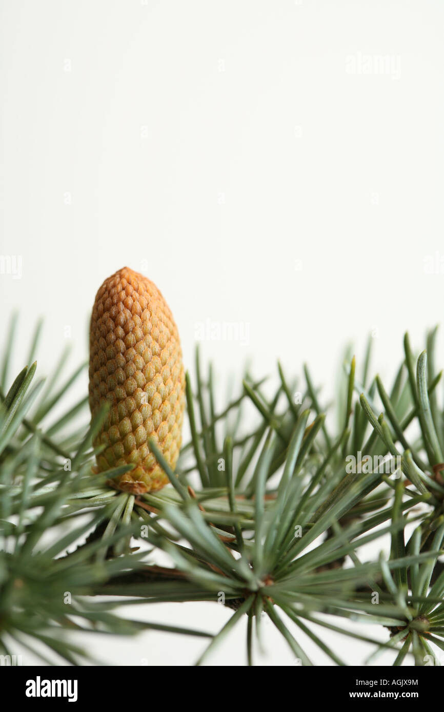 pine tree branch and fir cone against white background Stock Photo - Alamy