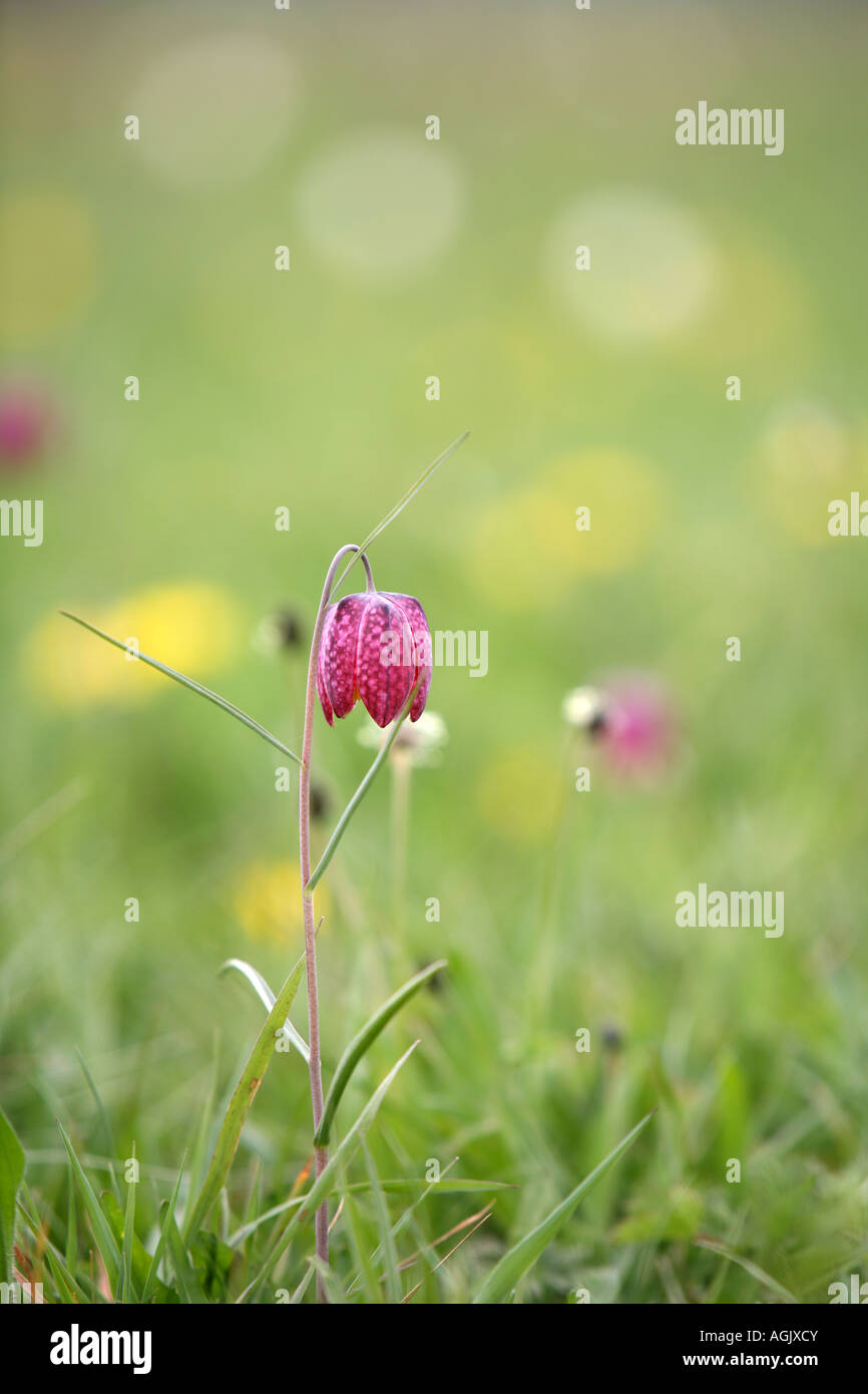 Snake's Head Fritillary close up. Stock Photo