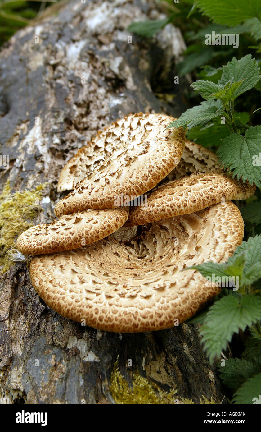 Bracket Fungus growing on a fallen tree Stock Photo - Alamy