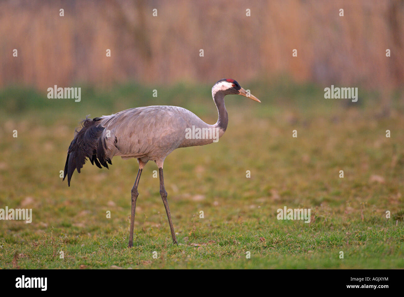 Common crane Grus grus spring adult near Hickling Broad Norfolk March 2007 Stock Photo