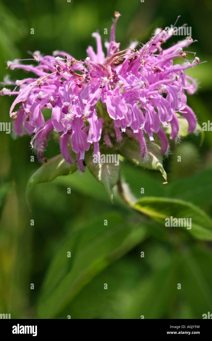 Wildflowers hi res hi-res stock photography and images - Alamy