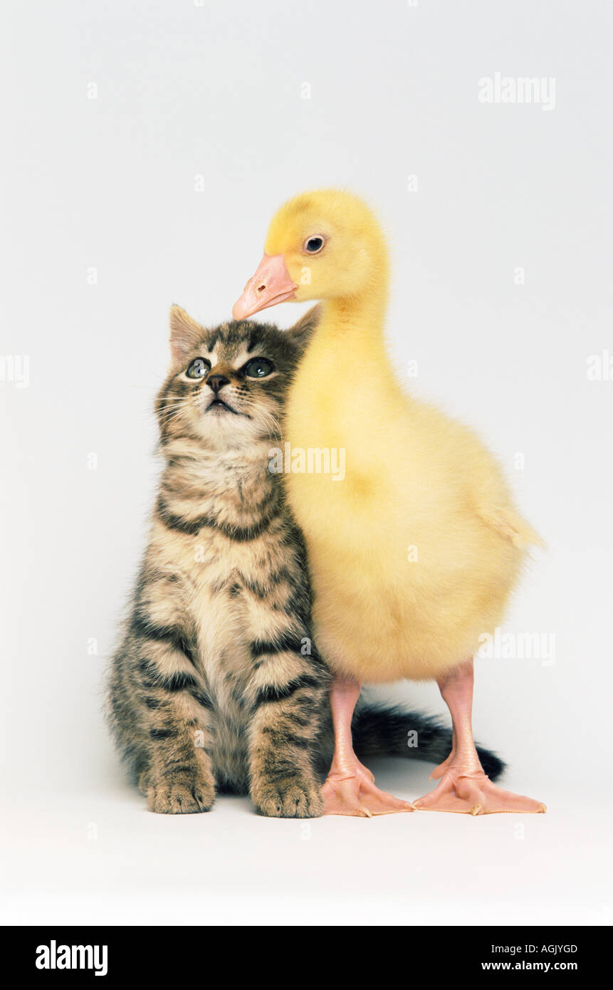 Kitten and duckling Stock Photo - Alamy, image size:861x1390