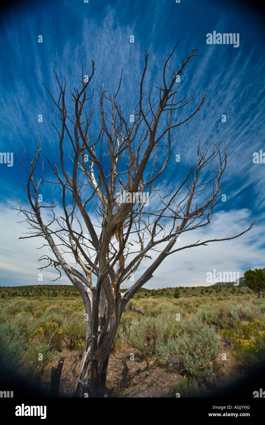 single tree in Nevada desert Stock Photo Alamy