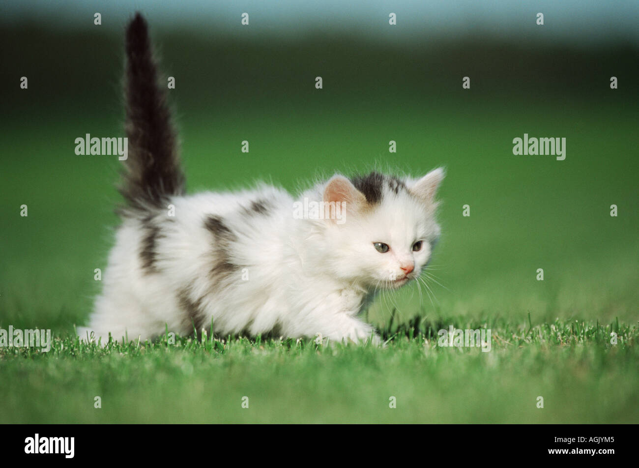Kitten prowling Stock Photo