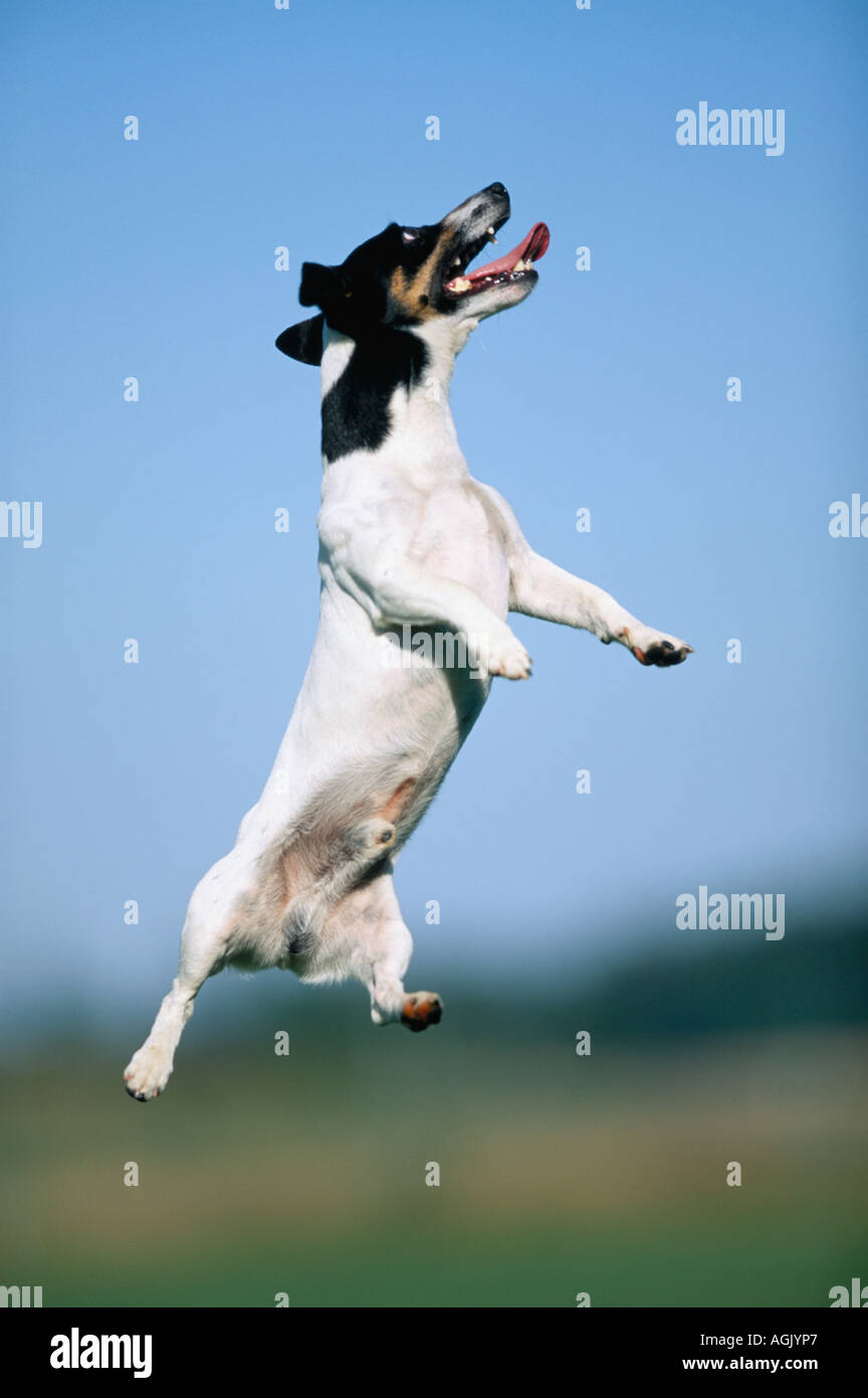 Jack russell terrier jumping Stock Photo Alamy