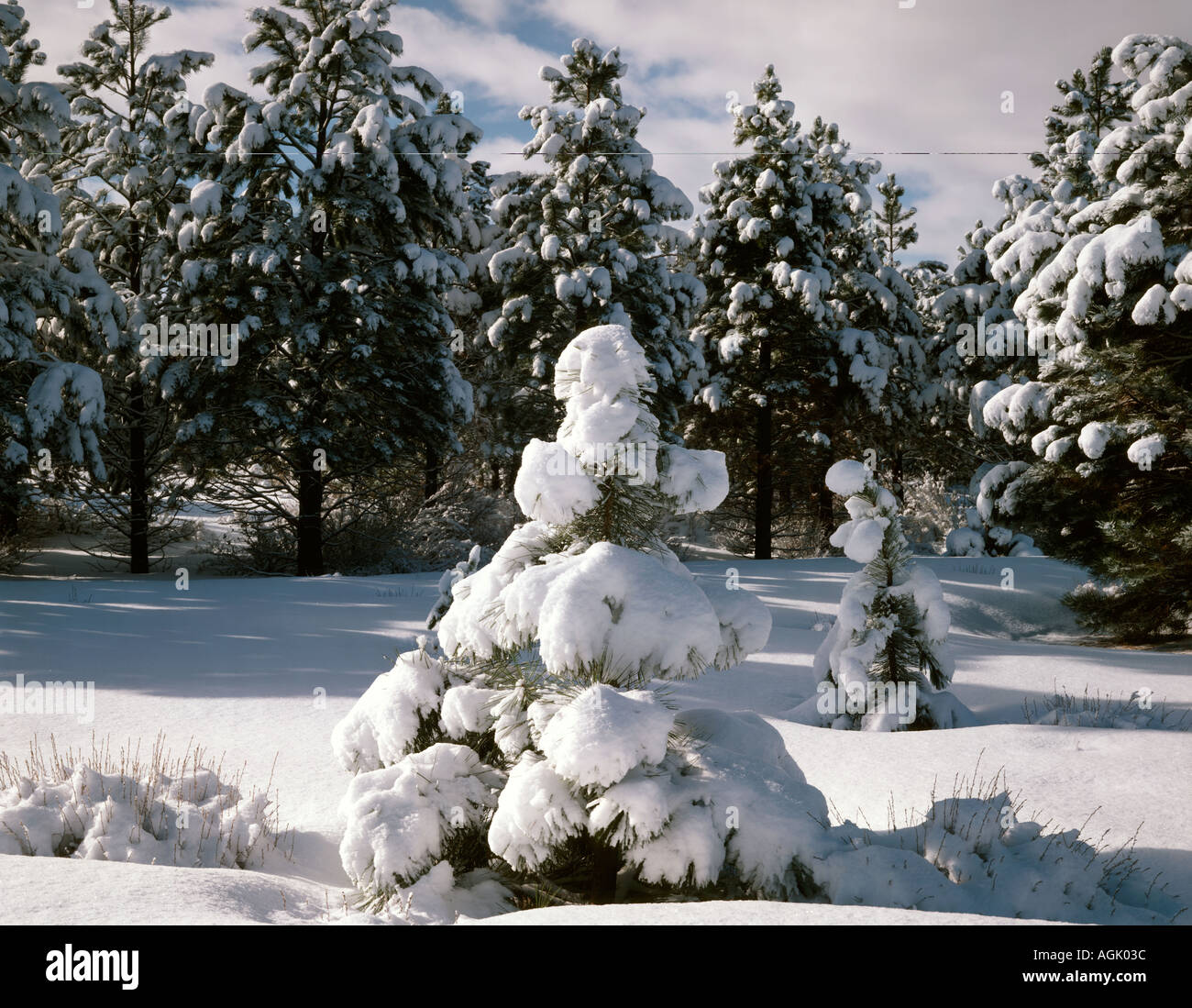 Winter scene with snow drenched trees in Central Oregon Stock Photo