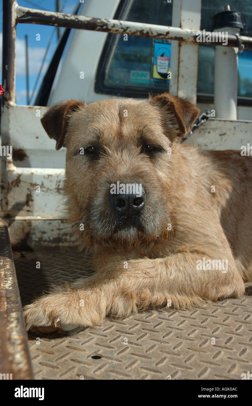 Huge terrier clearance