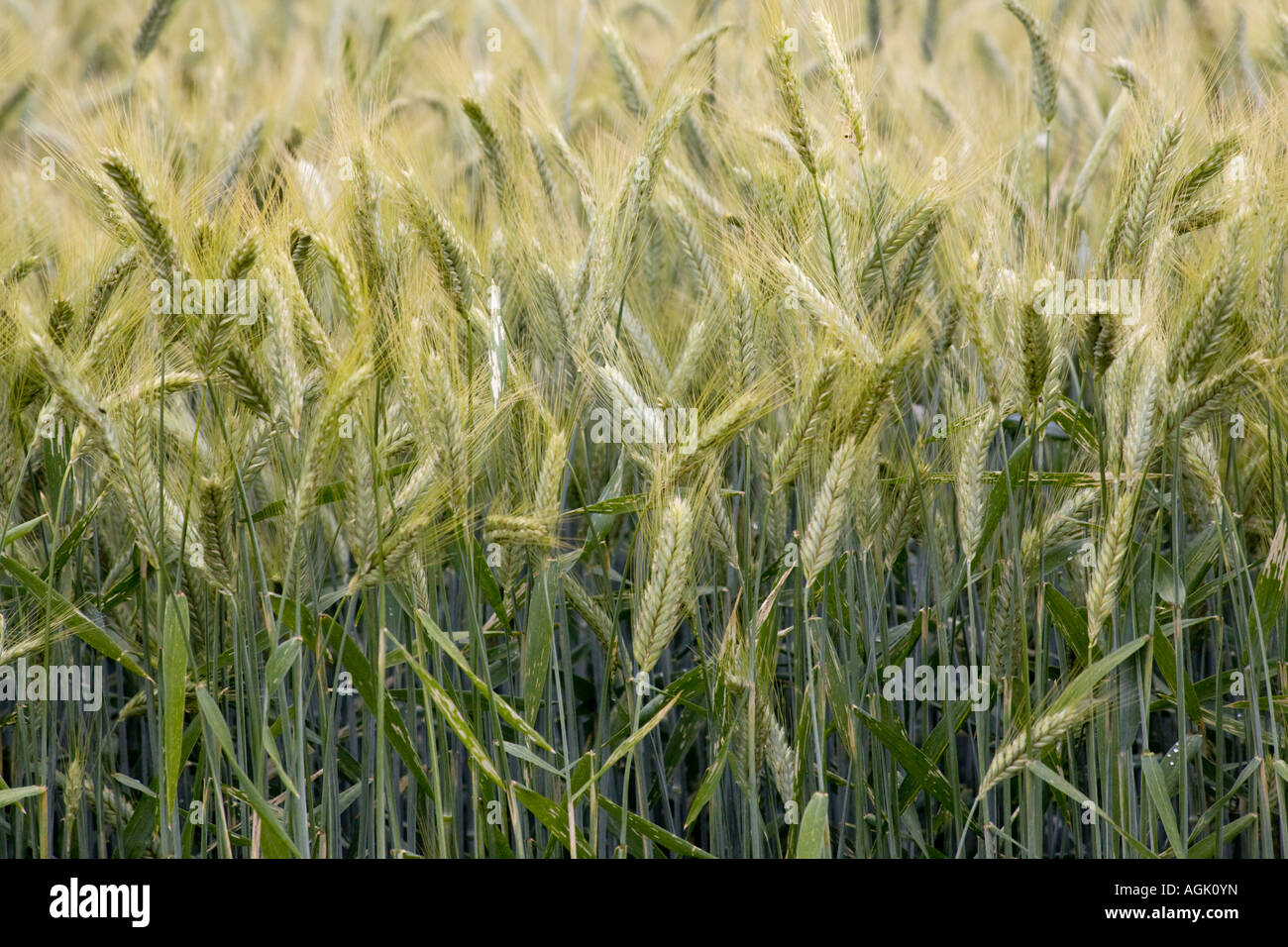 Texture wheat harvest young hi-res stock photography and images - Alamy
