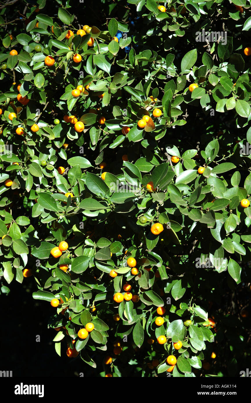 Historic old citrus grove Queensland Australia dsc 0066 Stock Photo