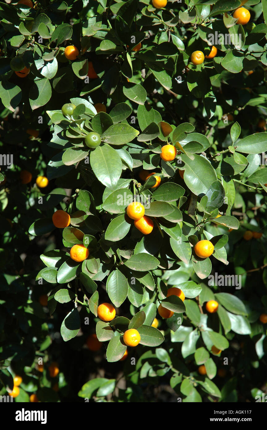 Historic old citrus grove Queensland Australia dsc 0067 Stock Photo