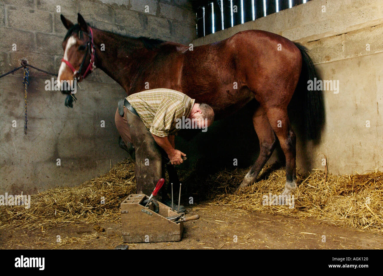 Mobile farrier shoeing horse in stable UK Stock Photo