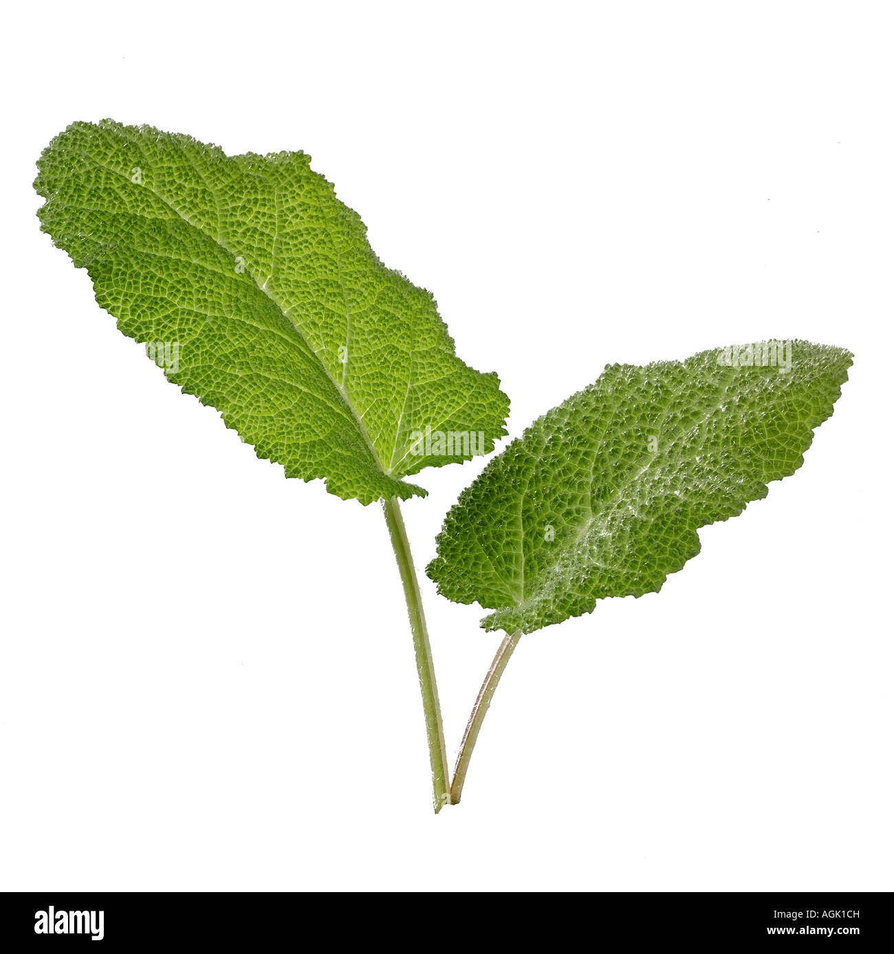 Clary Sage Stock Photo