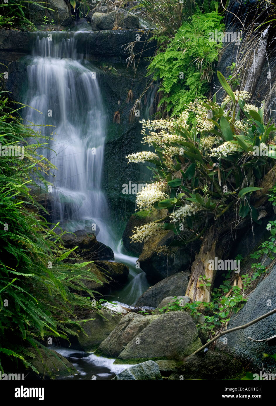 Waterfall In San Diego Botanic Garden Stock Photo Alamy