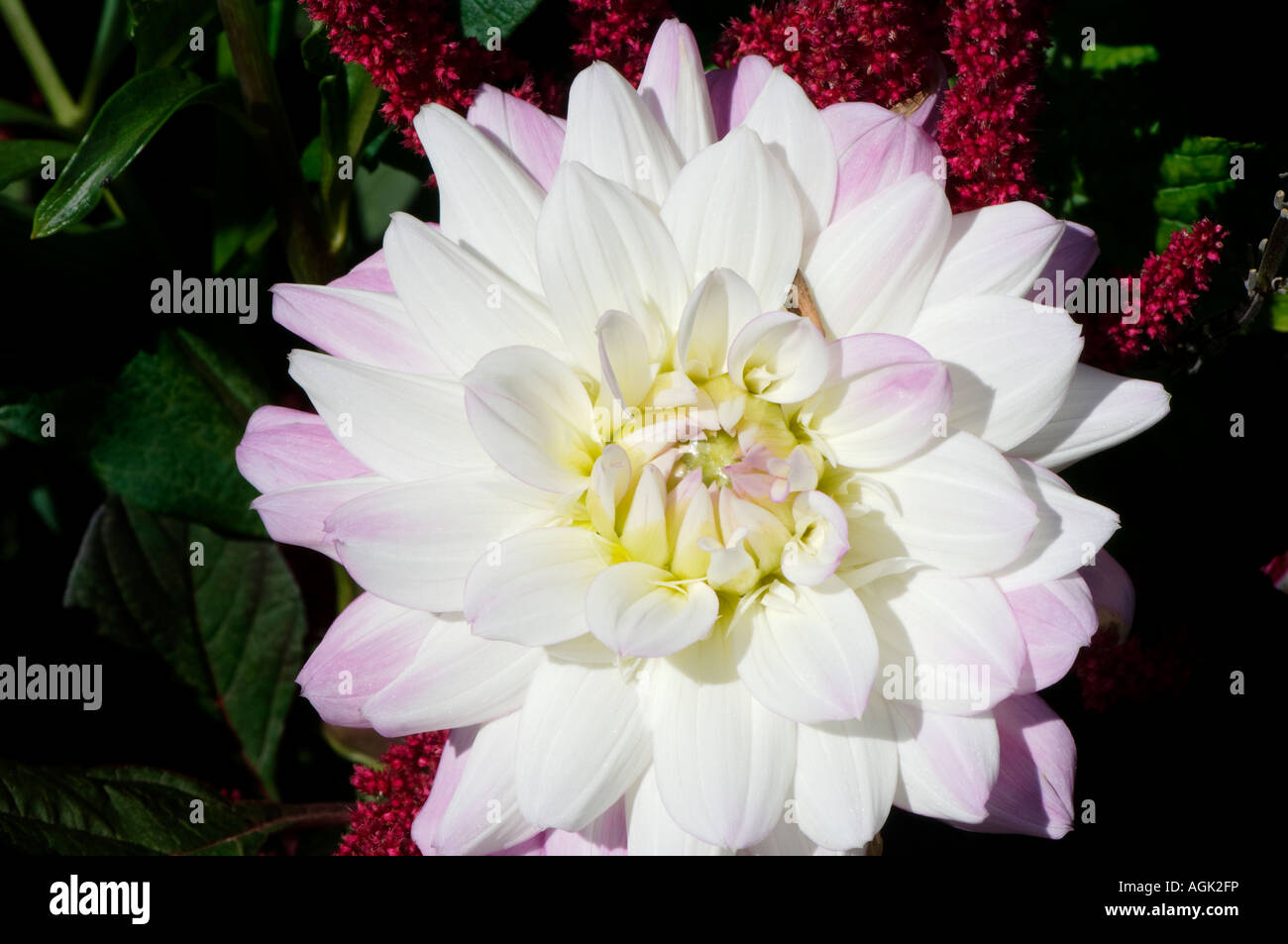 Close-up of a white and pink dahlia Stock Photo - Alamy