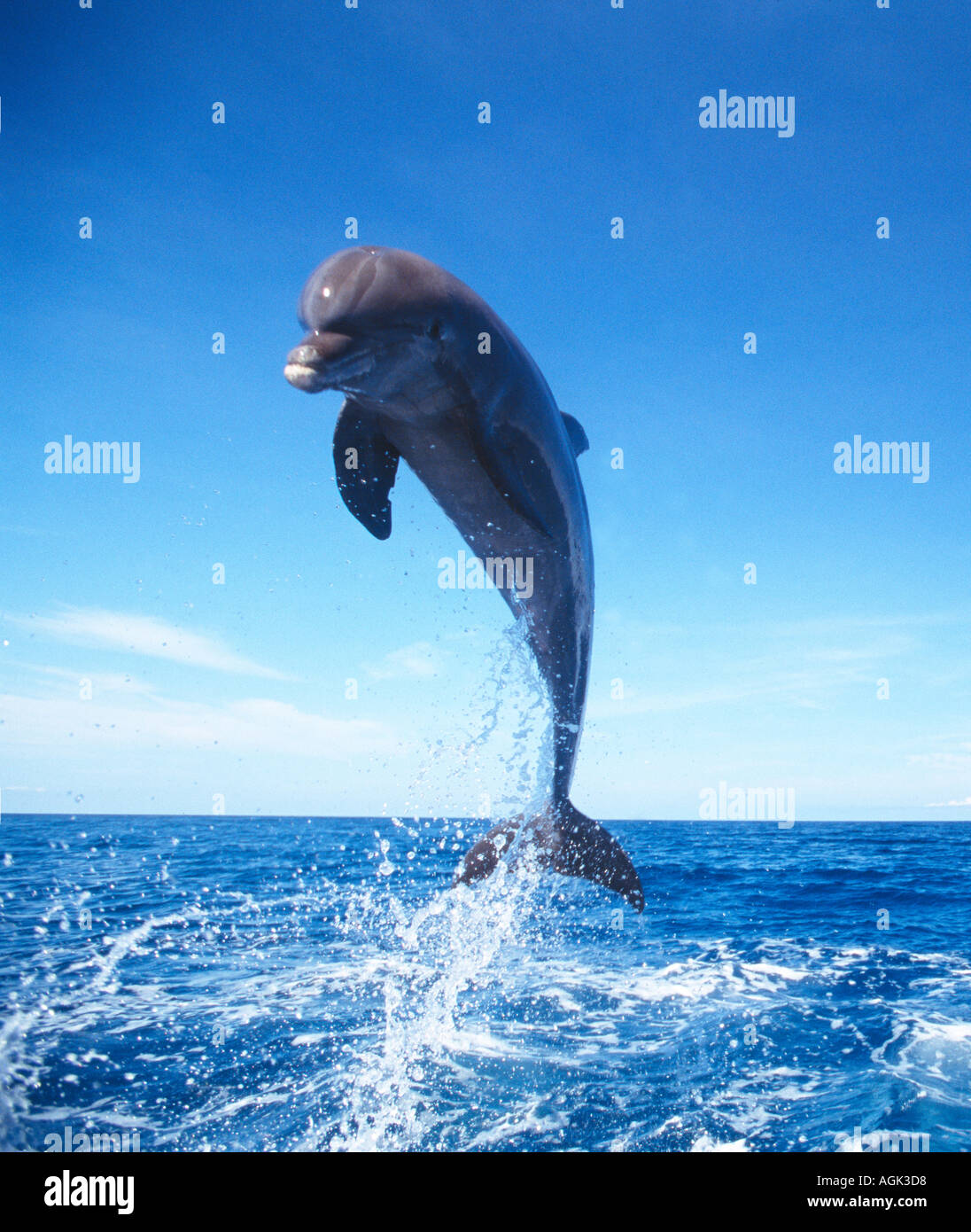 Bottle nosed Dolphin jumping Honduras Central America Stock Photo