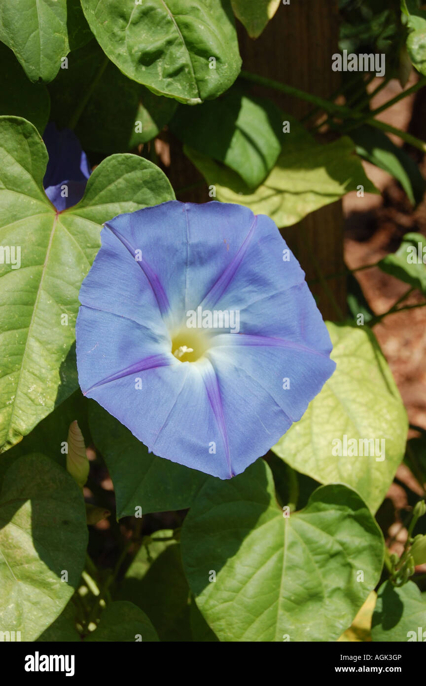 Morning glory flowers and vine Stock Photo