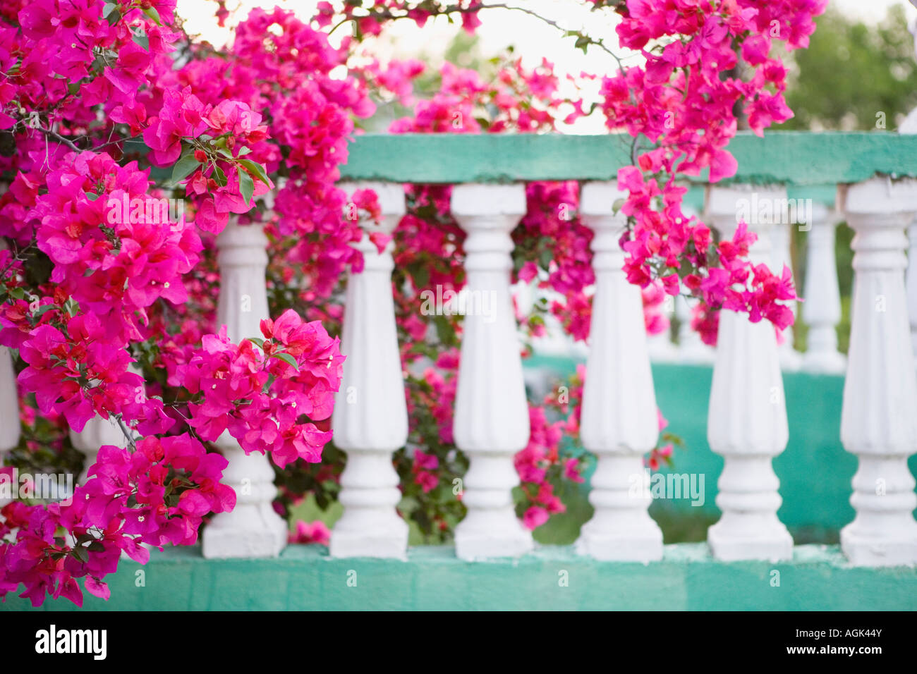 pink flowers in Mexico Stock Photo Alamy
