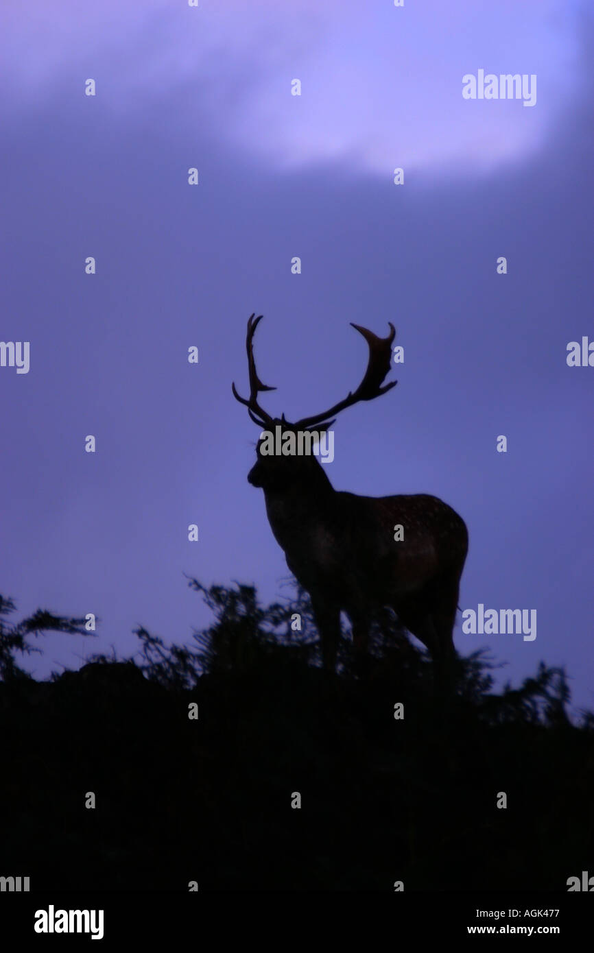 Fallow Deer Silhouette Stock Photo - Alamy