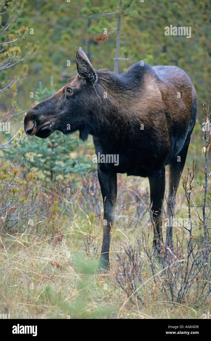 Elch Alces alces Elchkuh steht in einer Waldlichtung Moose  cow female standing on clearing Stock Photo