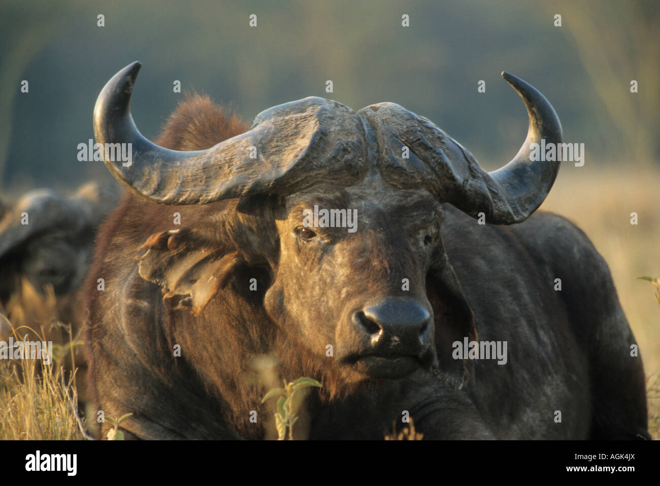 Afrikanischer Kaffernbueffel Syncerus caffer Portraet Bulle im letztem Abendlicht African Buffalo portrait male head Stock Photo