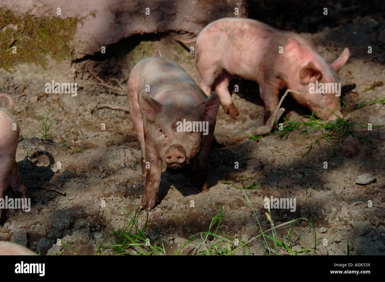 Piglets. Stock Photo