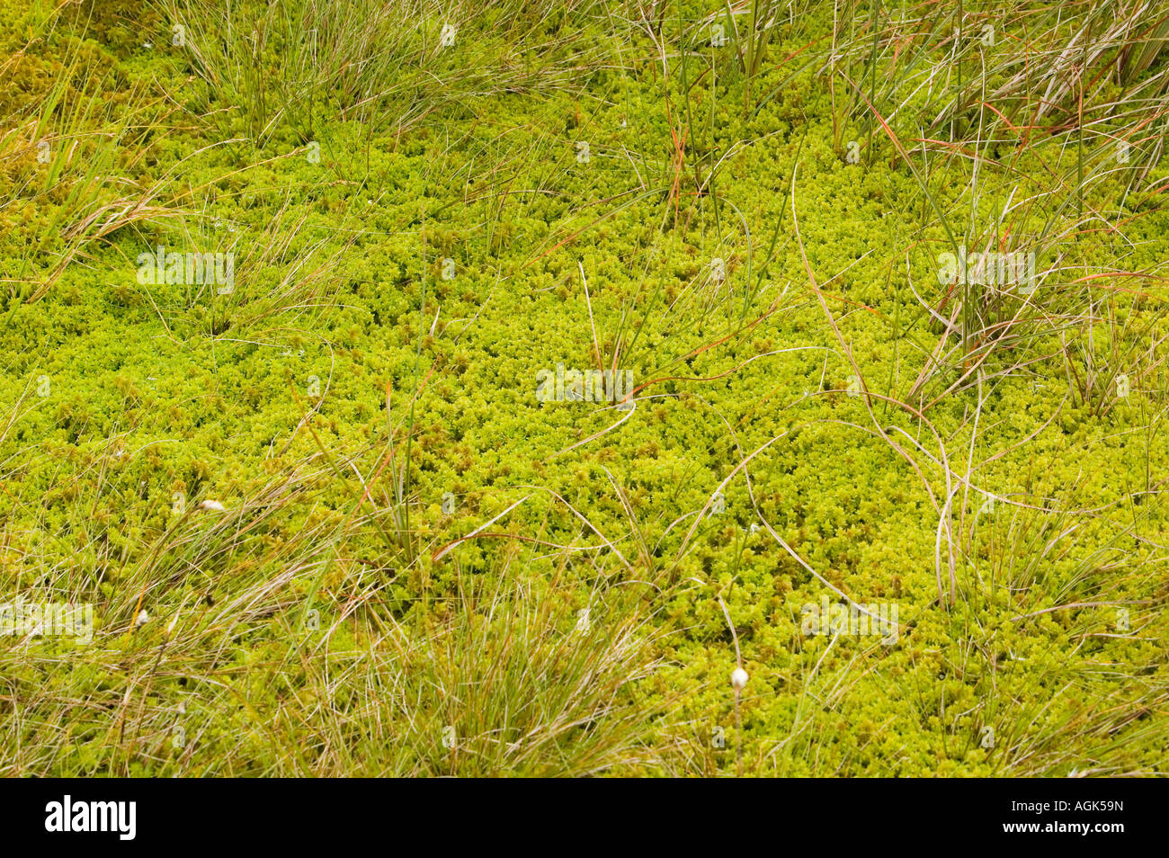 Sphagnum moss bog hi-res stock photography and images - Alamy