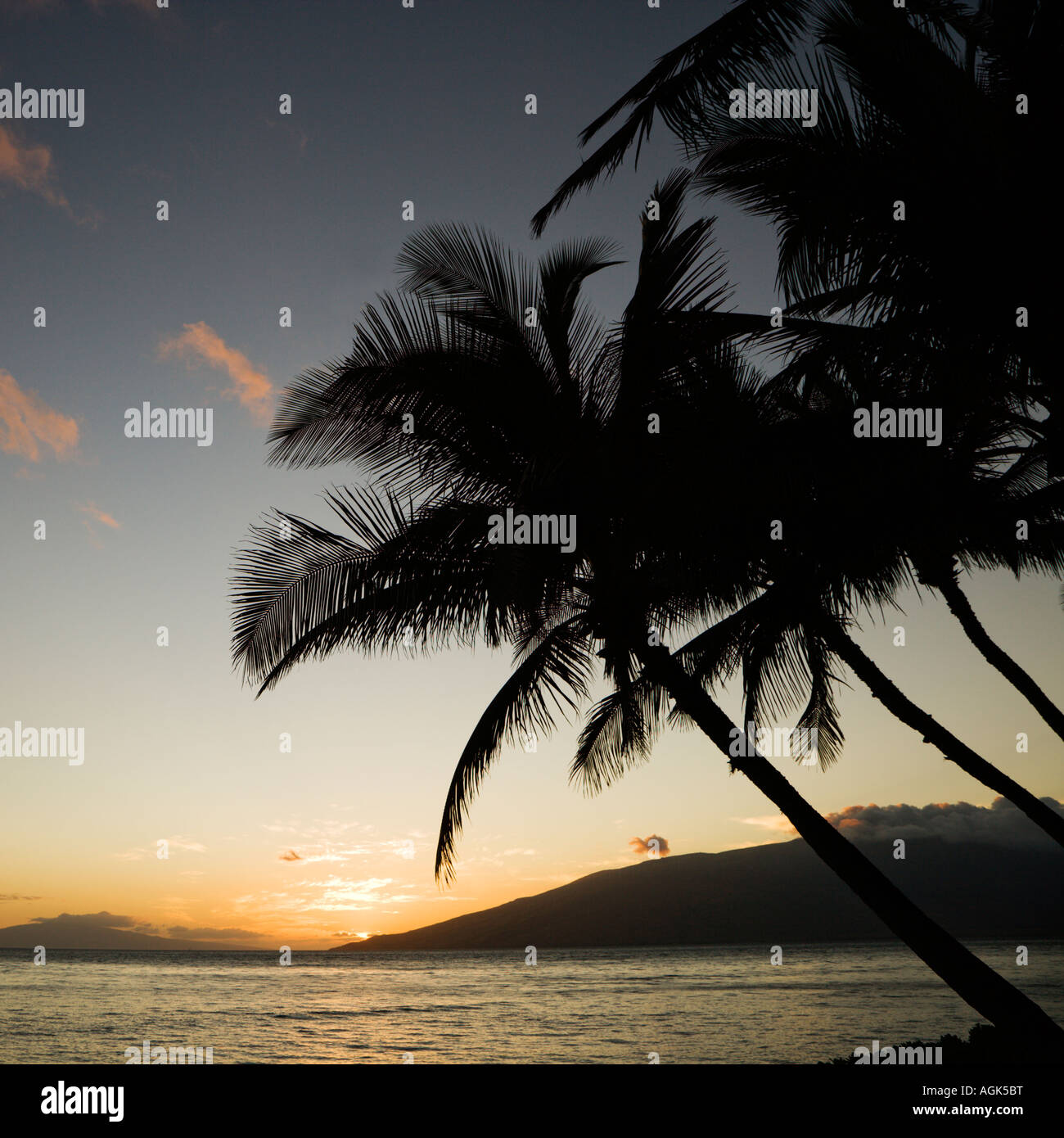 Sunset over Pacific ocean with silhouetted palm trees Stock Photo - Alamy