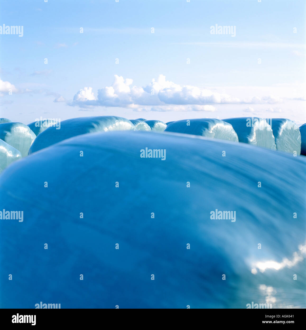 A field of blue plastic big bale silage bags on a farm in