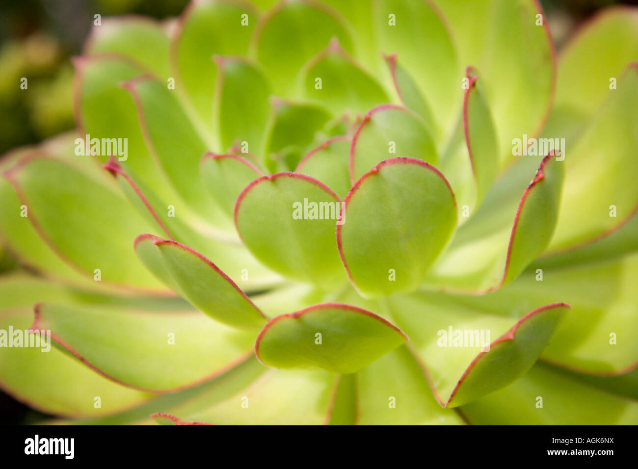 Close up of a rosette of Echeveria species Stock Photo