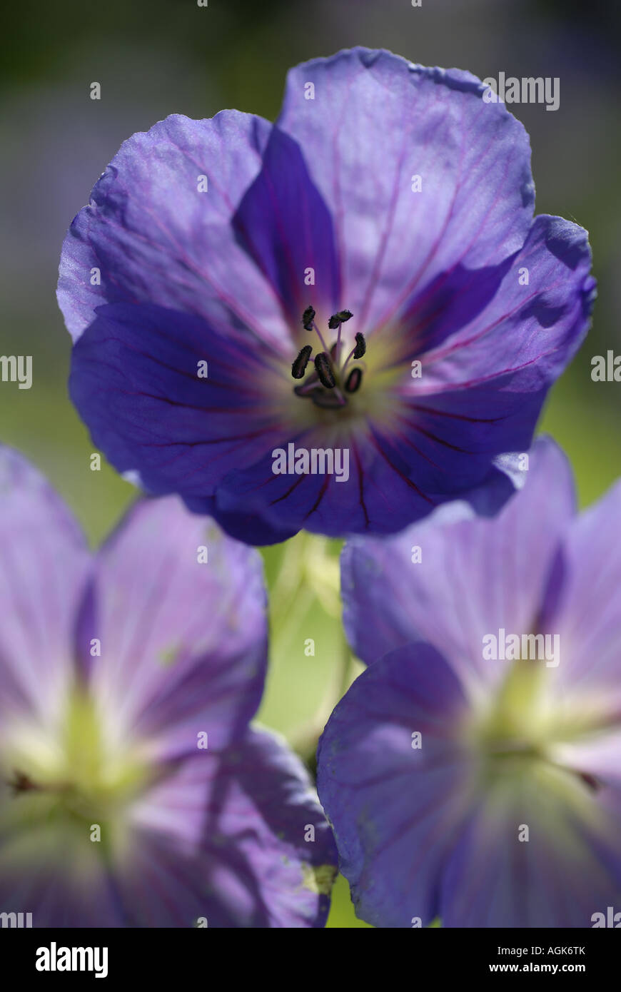 Geranium platypetalum portrait format closest subject top centre backlit by bright sun Stock Photo