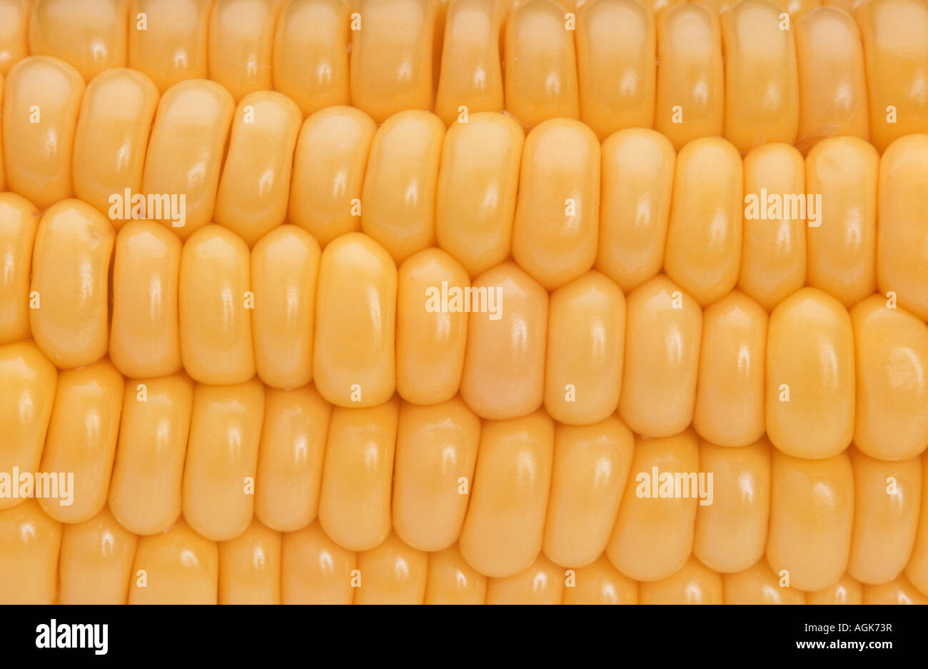 Yellow corn cob Stock Photo