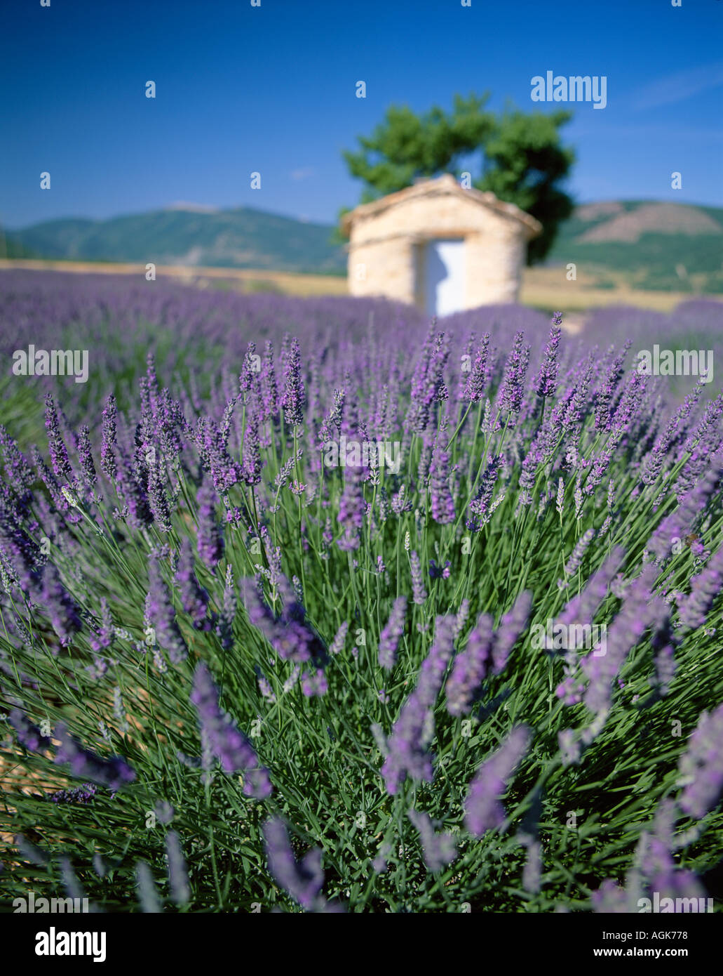Stone hut in lavender field Provence France Stock Photo