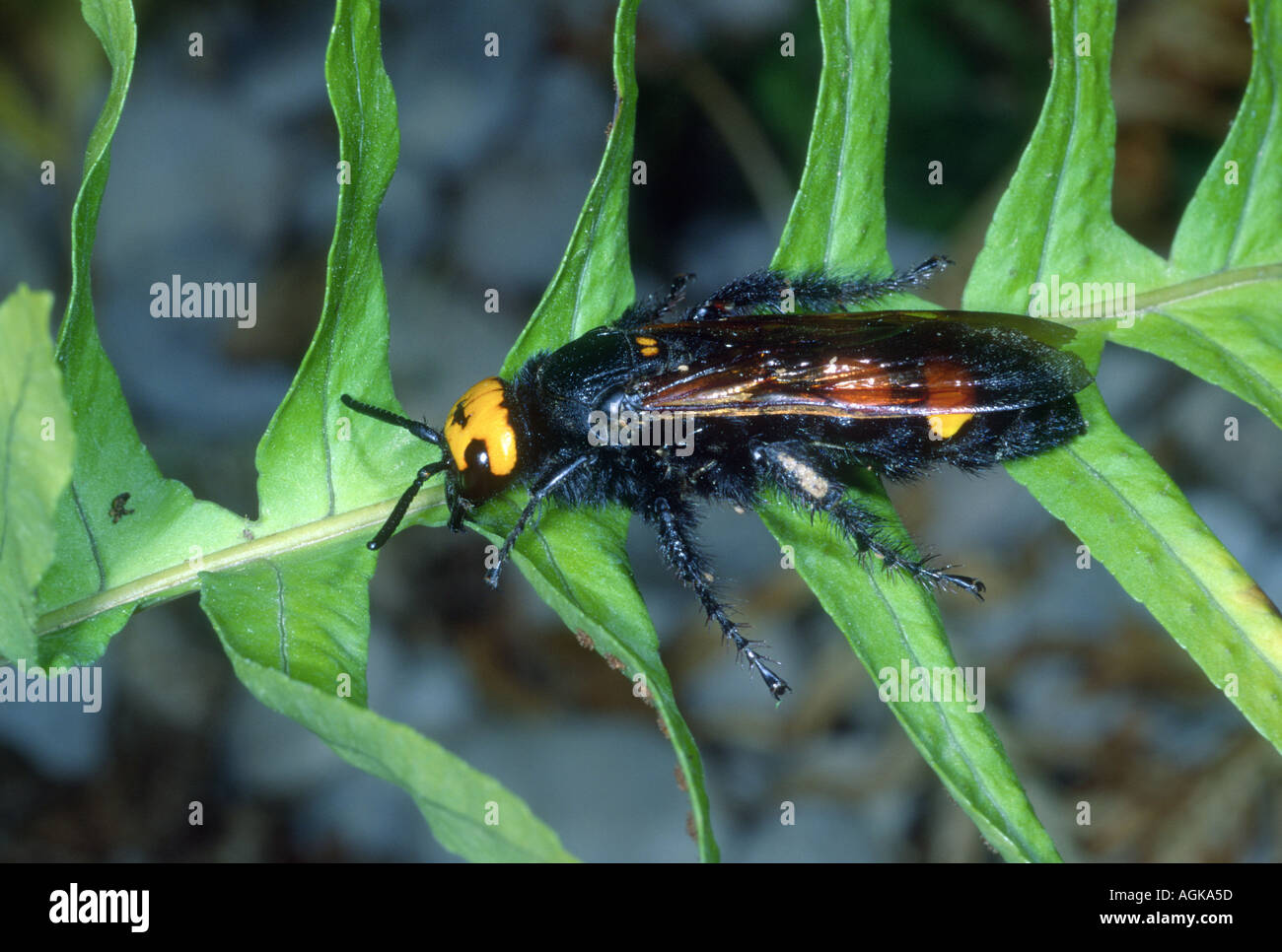 Mammoth Wasp, Megascolia maculata. Female on leaf Stock Photo