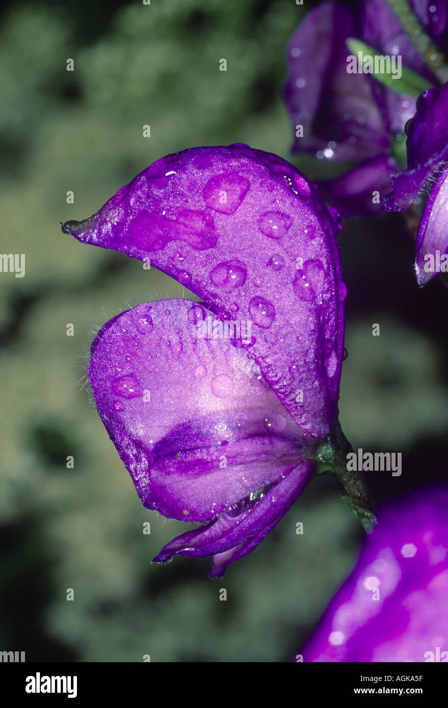 Monkshood Plant, Aconitum napellus. Dew covered flower close-up Stock Photo