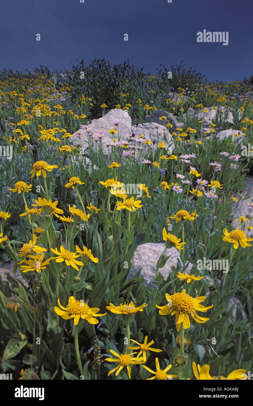 Wild Flowers Yellowstone National Park Stock Photo Alamy