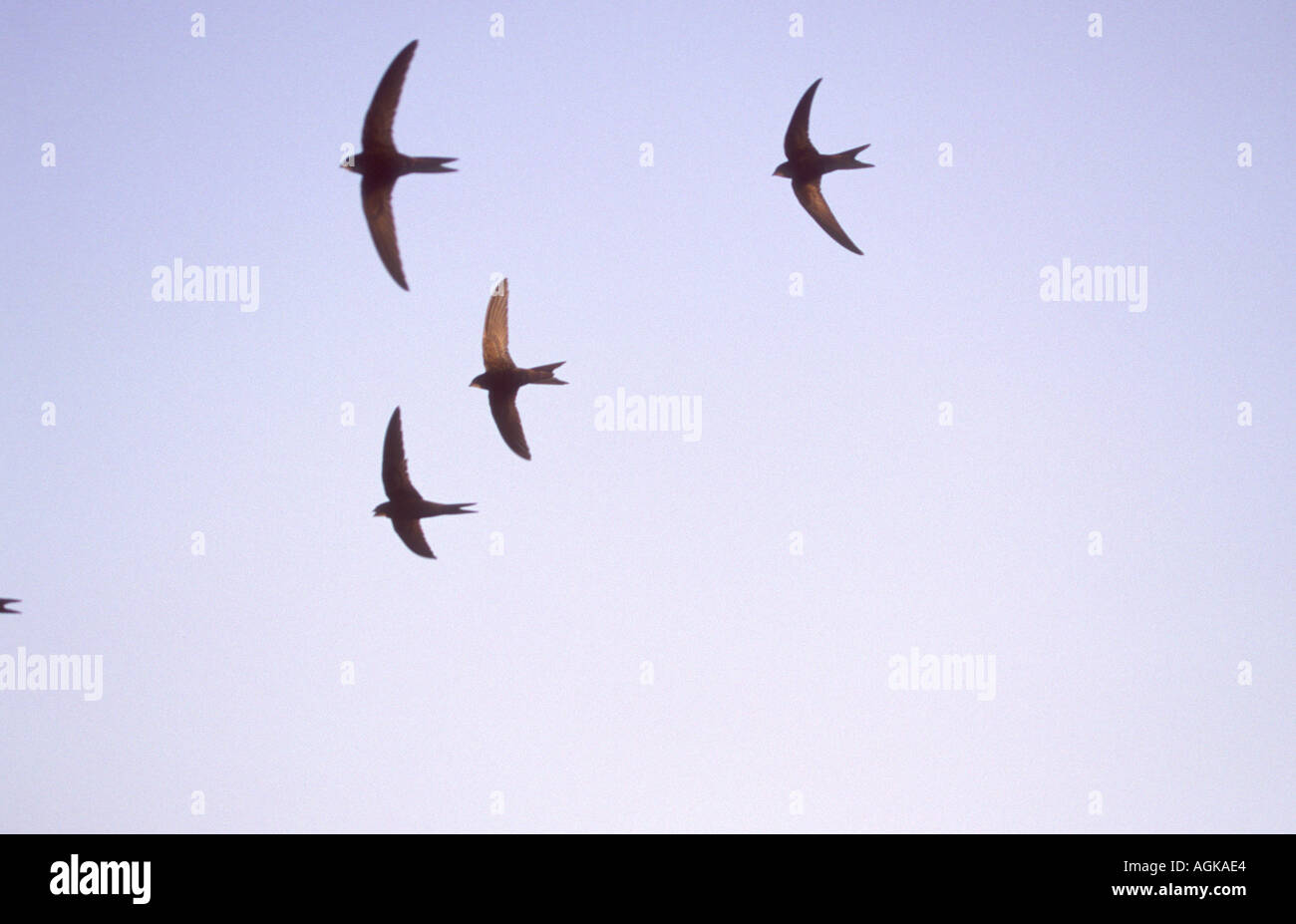 Swifts, Apus apus. Four in flight Stock Photo - Alamy