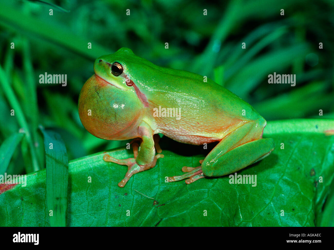 Stripeless Tree Frog, Hyla meridionalis. Male croaking Stock Photo Alamy