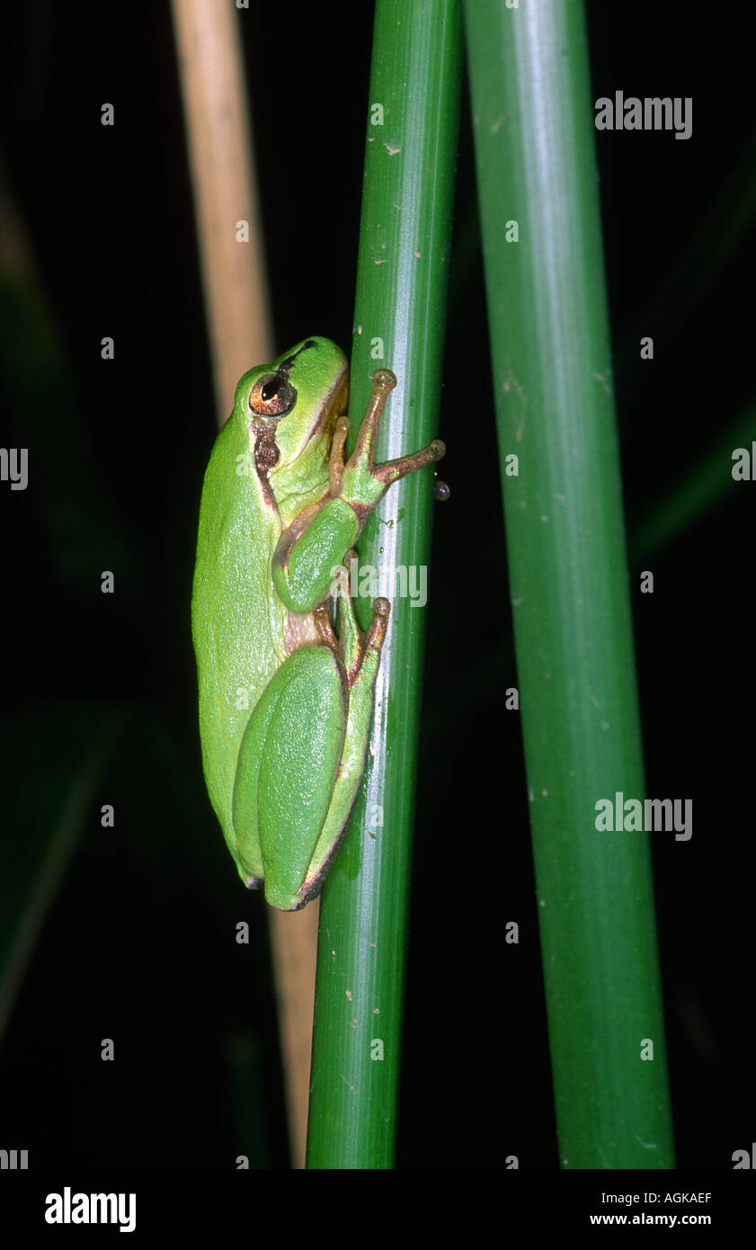 Stripeless Tree Frog Hyla meridionalis On stem Stock Photo Alamy