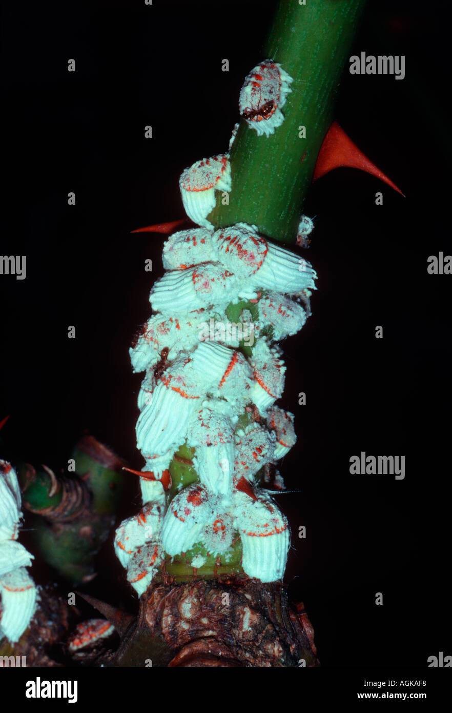 Scale Insects, Icerya purchasi. Colony on stem Stock Photo - Alamy