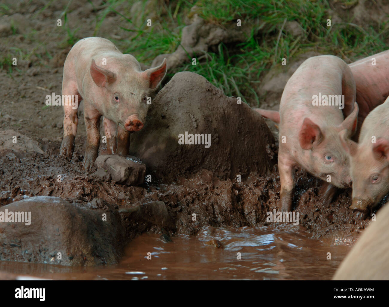 Piglets At A Watering Hole. Stock Photo