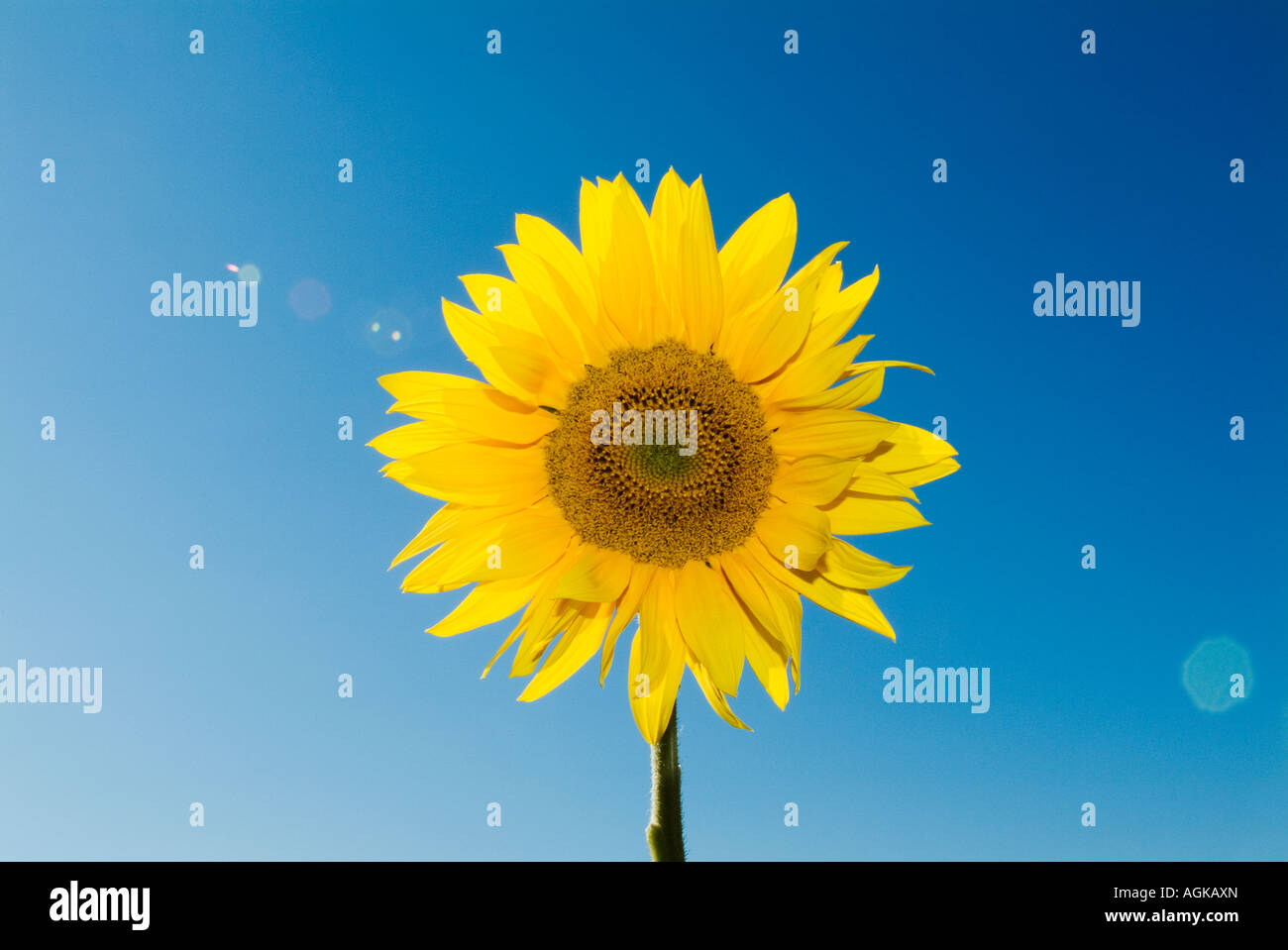 Stylized sunflower hi-res stock photography and images - Alamy