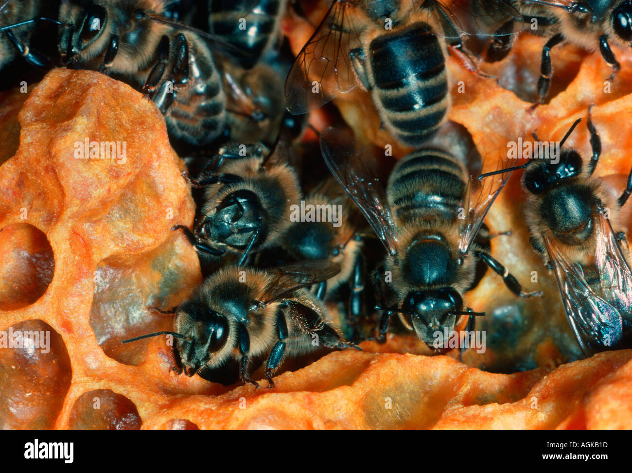 Closeup bees hi-res stock photography and images - Alamy